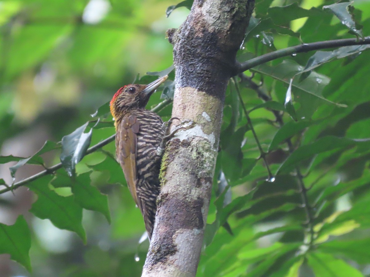 Golden-collared Woodpecker - ML621716910