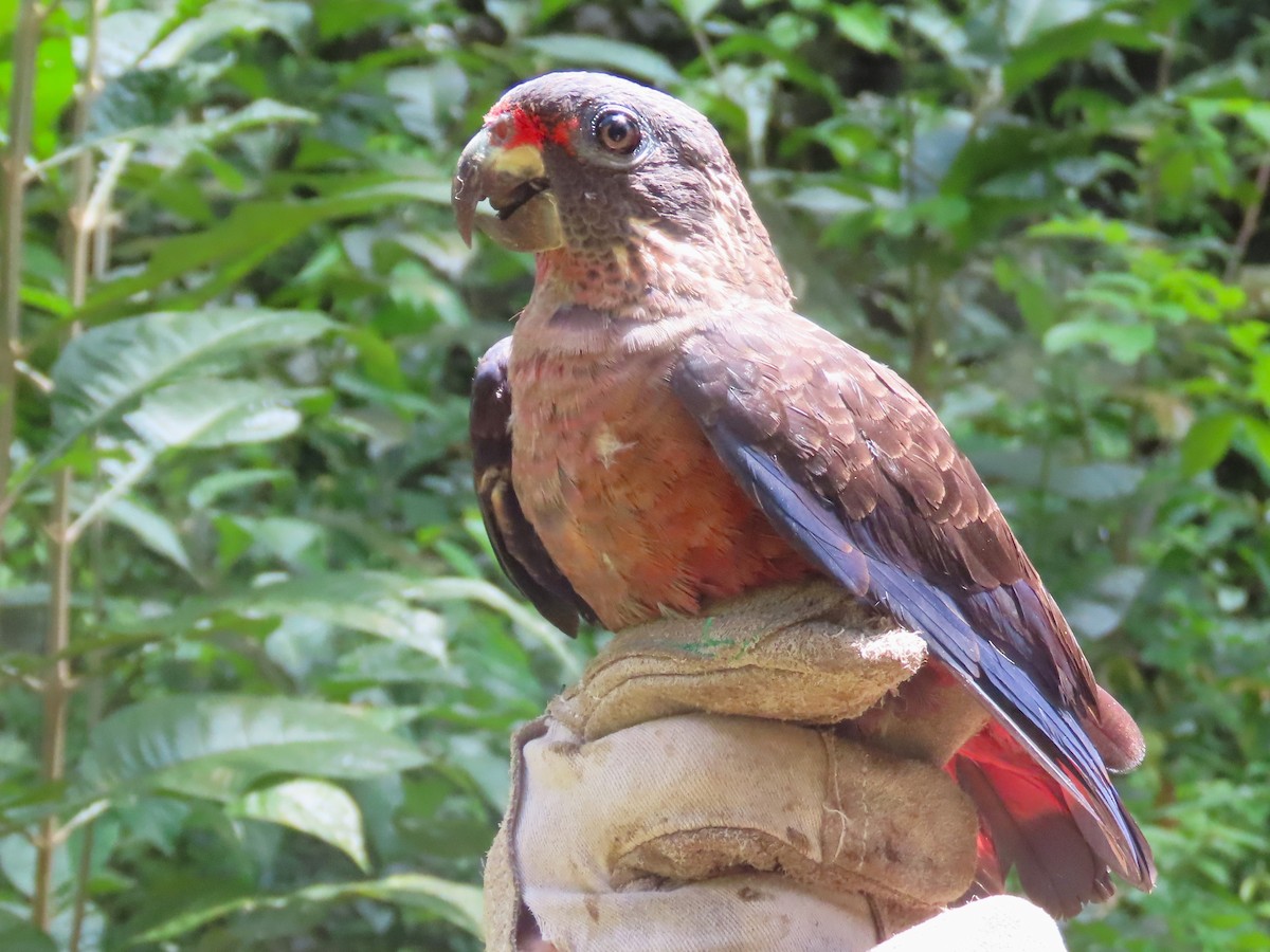 Dusky Parrot - ML621716918