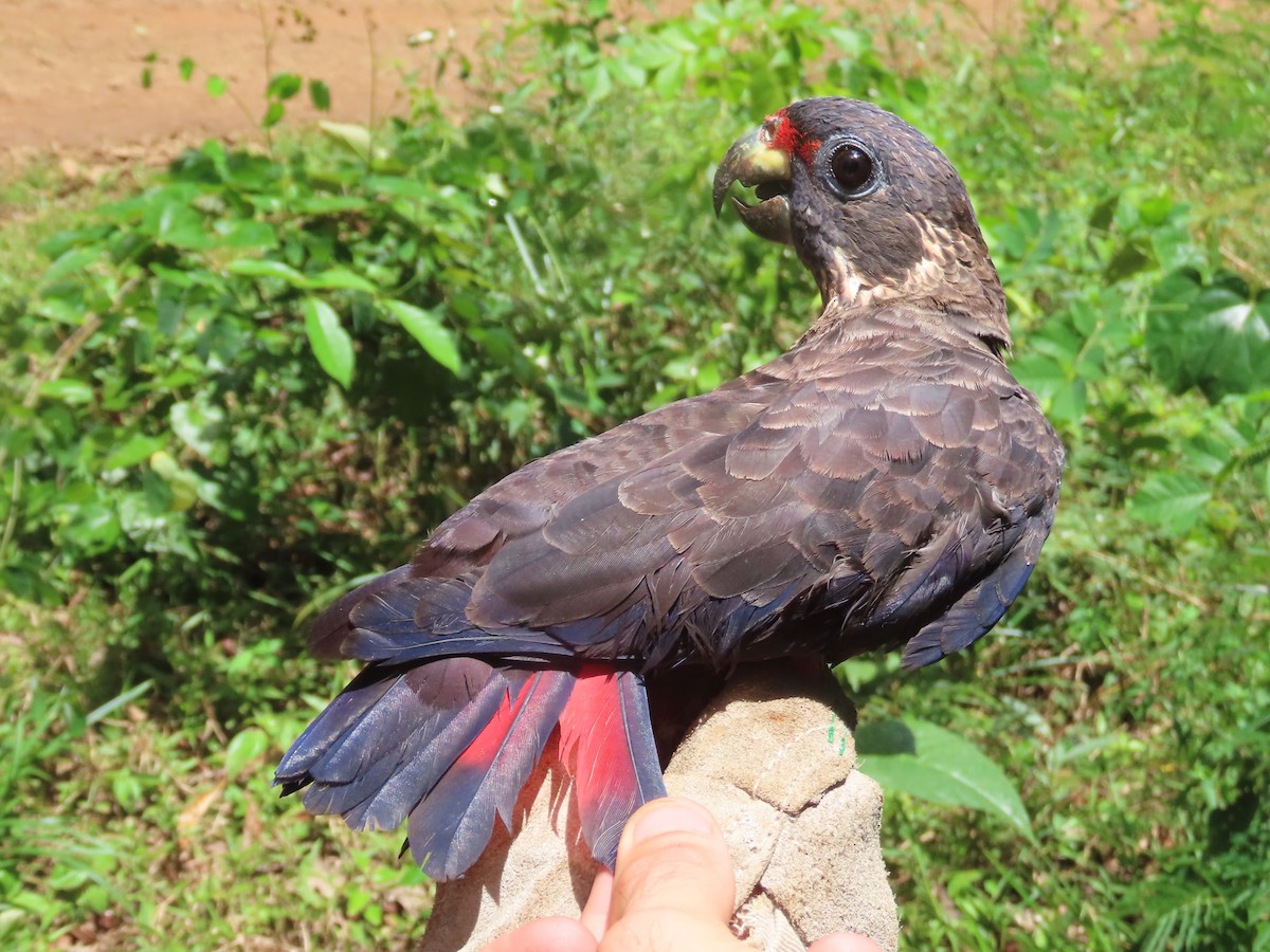 Dusky Parrot - ML621716919