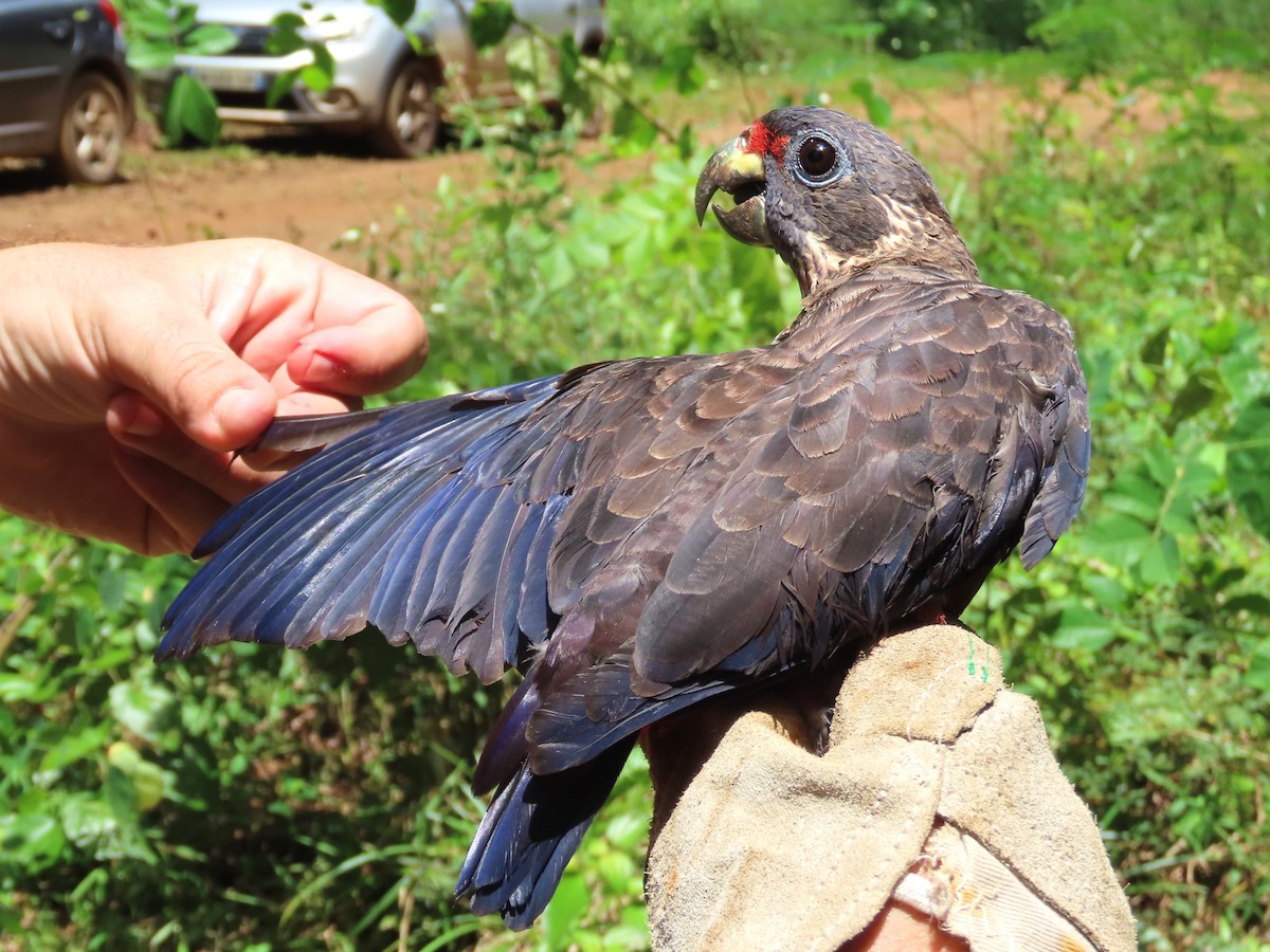 Dusky Parrot - ML621716920