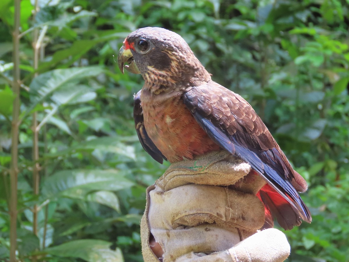 Dusky Parrot - ML621716921