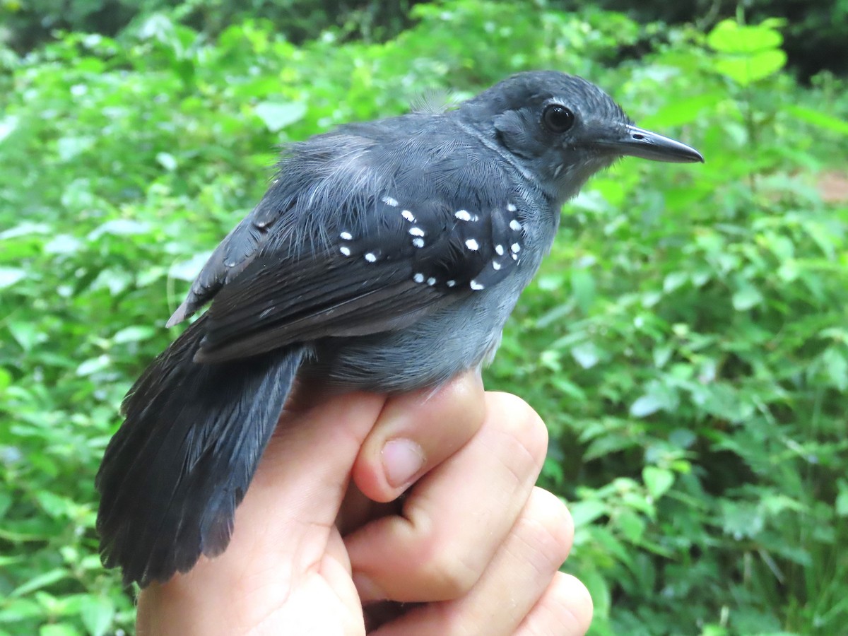 Spot-winged Antbird - ML621716944