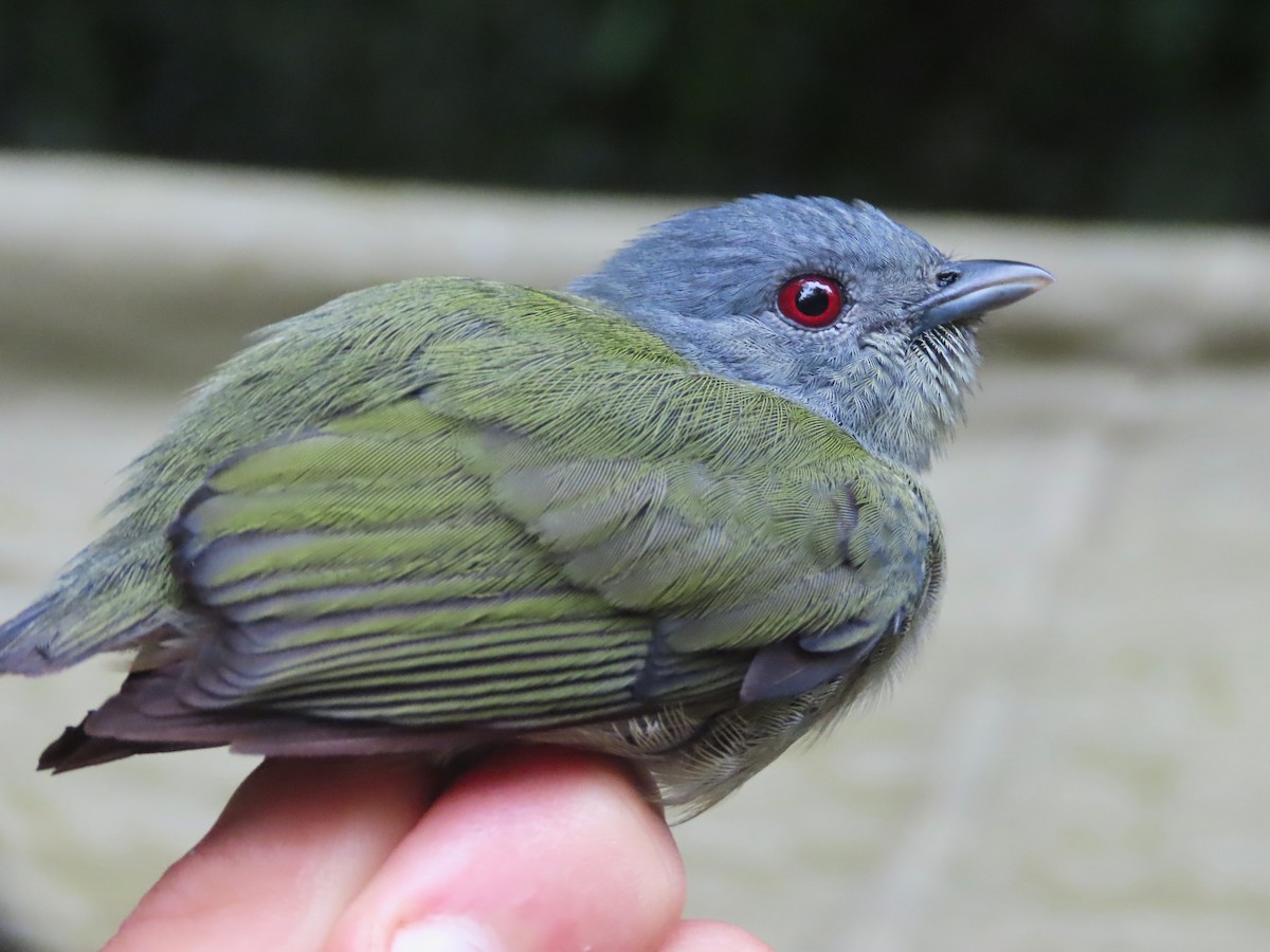 White-crowned Manakin - ML621716952