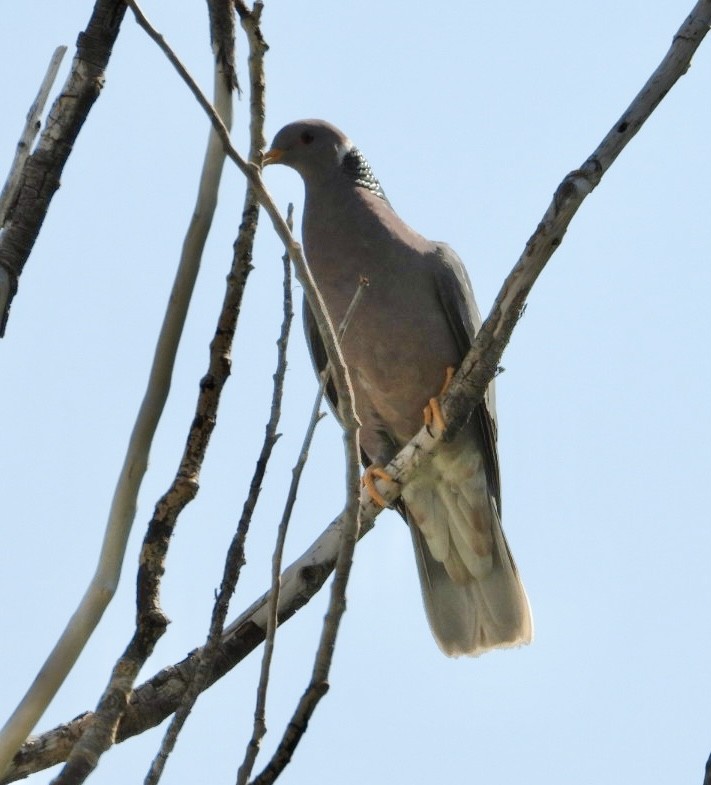 Band-tailed Pigeon - ML621716956