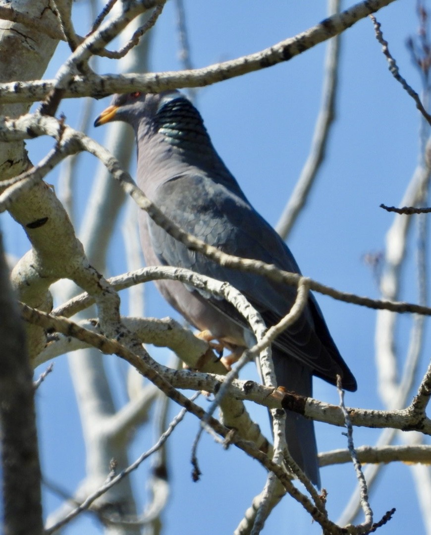 Band-tailed Pigeon - ML621716957