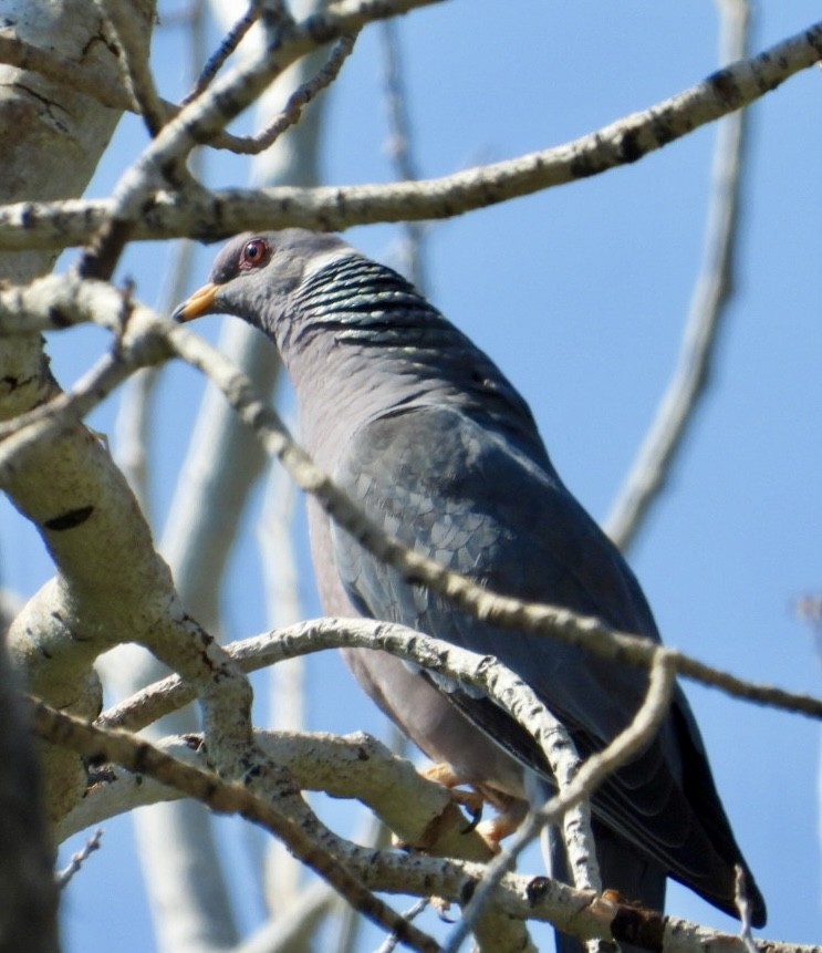 Band-tailed Pigeon - ML621716958