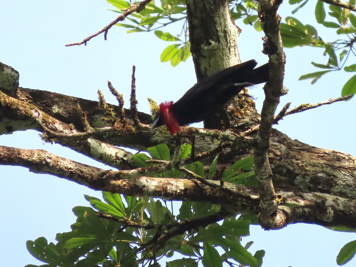 Purple-throated Fruitcrow - ML621716961