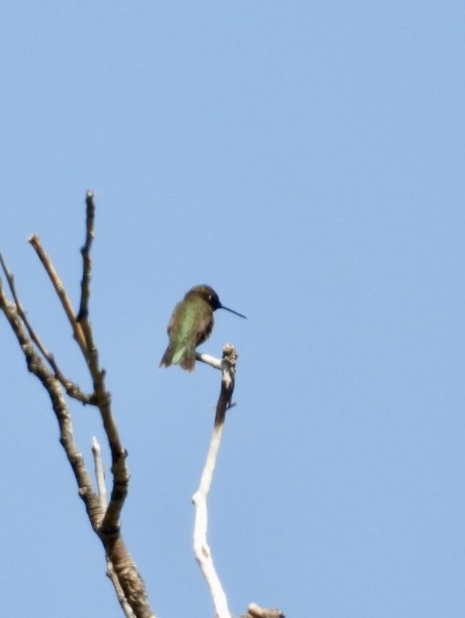 Black-chinned Hummingbird - ML621716965