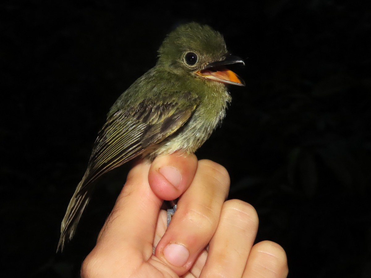 Eastern Olivaceous Flatbill - ML621716970