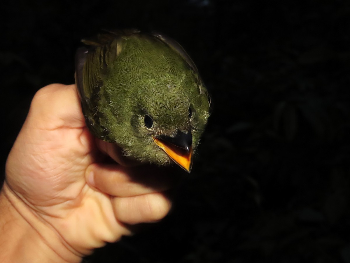 Eastern Olivaceous Flatbill - ML621716972