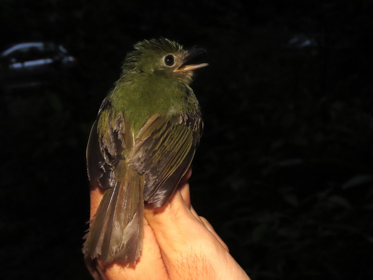 Eastern Olivaceous Flatbill - ML621716973