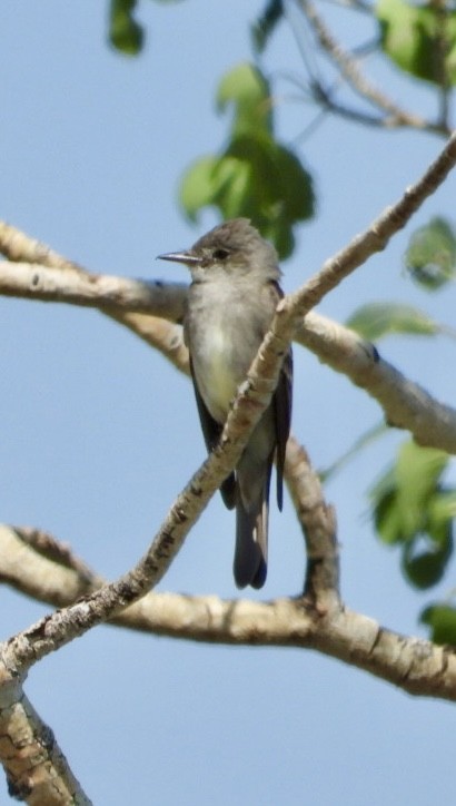 Western Wood-Pewee - ML621716974