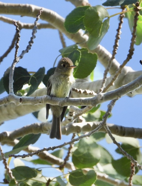 Western Flycatcher (Cordilleran) - Erin Jones