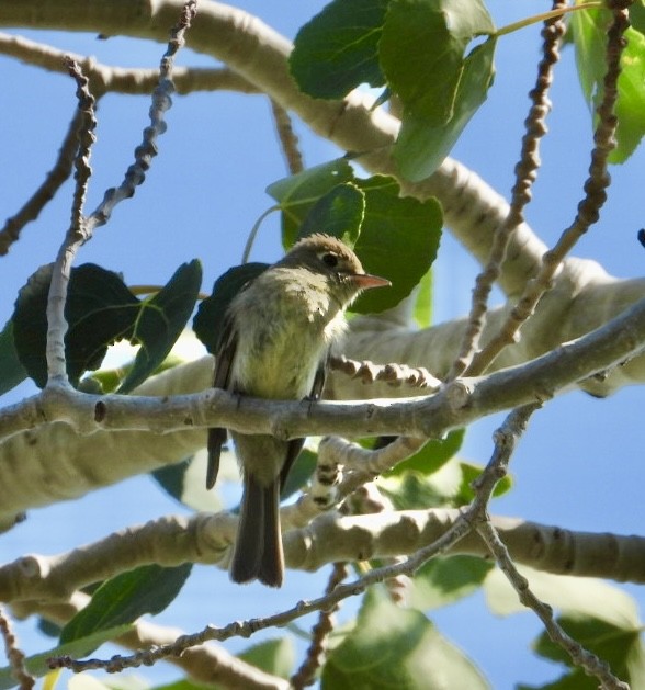 Western Flycatcher (Cordilleran) - ML621716984