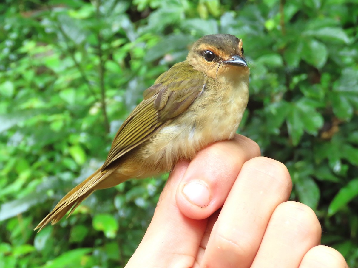 Riverbank Warbler - ML621716995