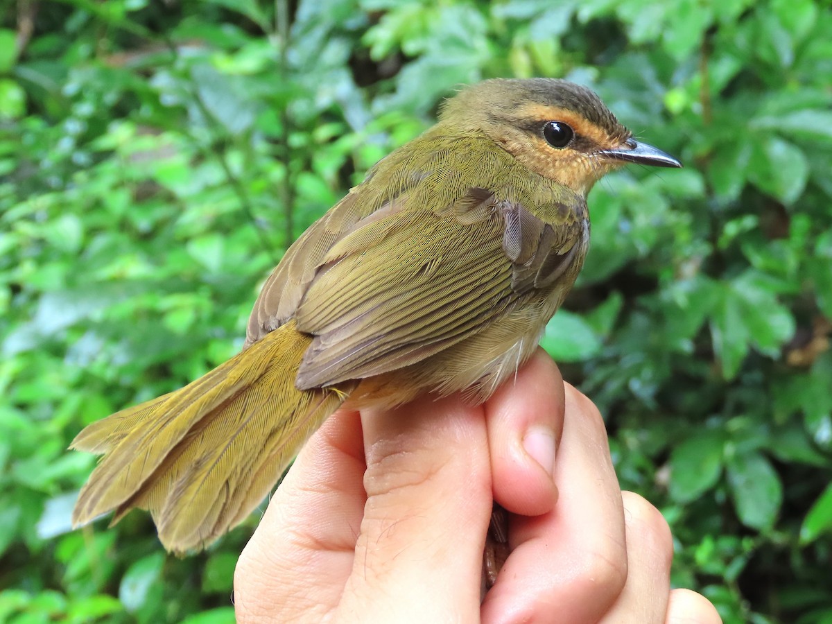 Riverbank Warbler - ML621716996