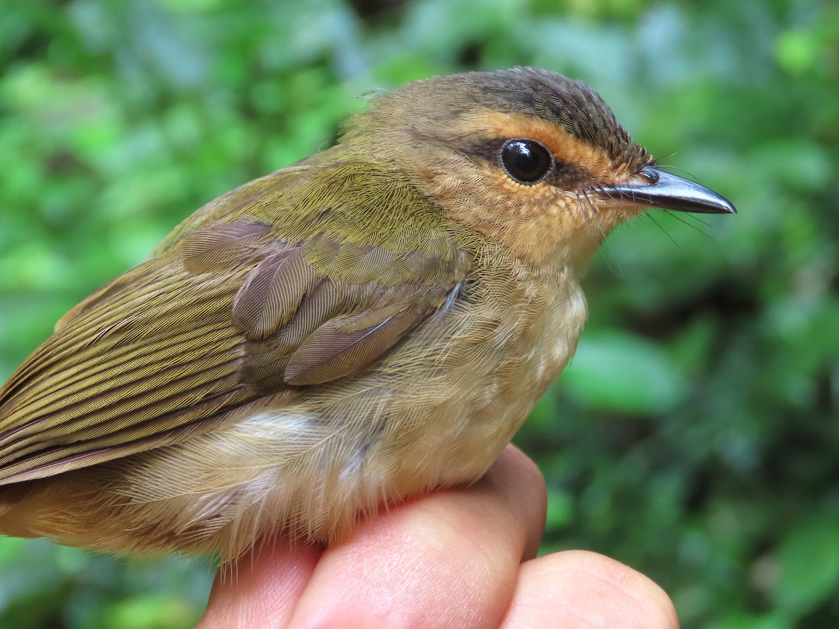 Riverbank Warbler - ML621716997