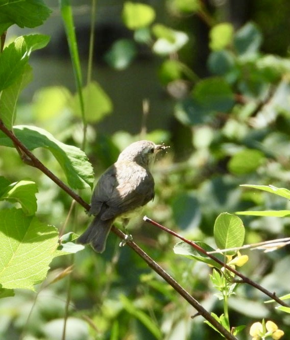 Warbling Vireo - ML621716998