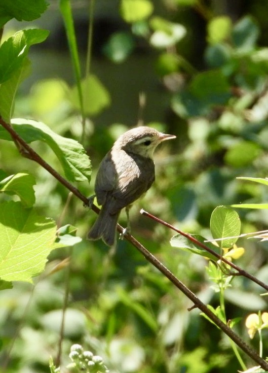 Warbling Vireo - ML621716999