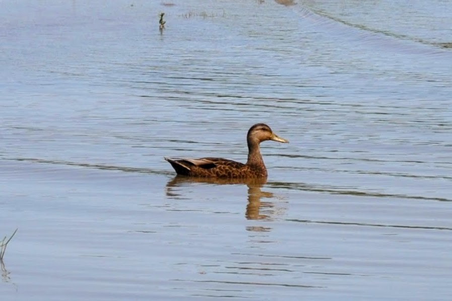 American Black Duck - ML621717019