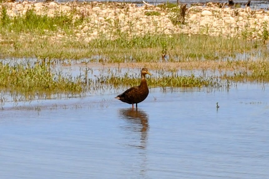 American Black Duck - Ryan H