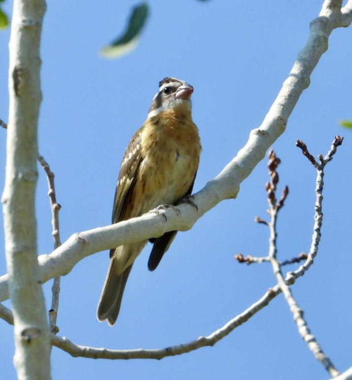 Black-headed Grosbeak - ML621717023