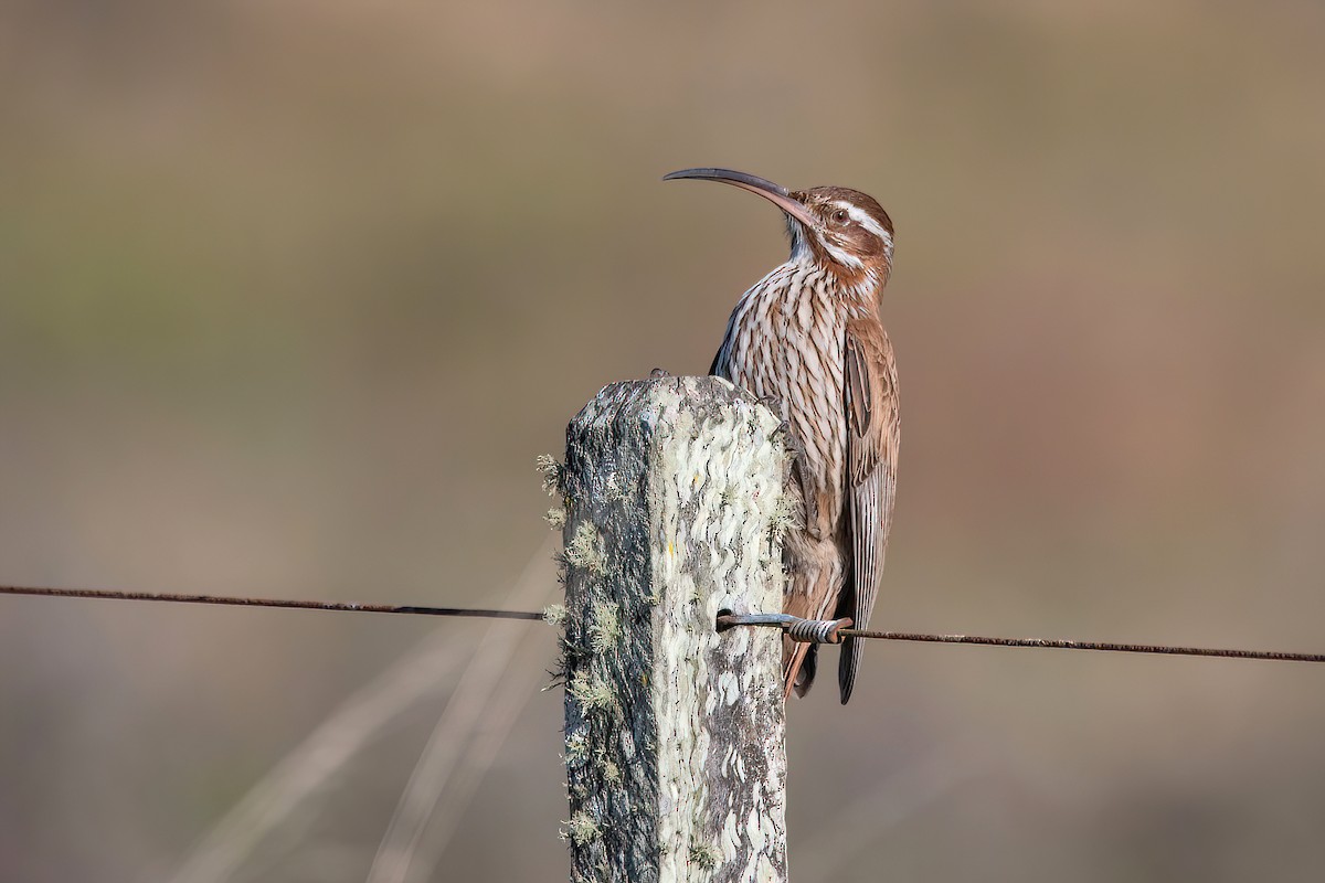 Scimitar-billed Woodcreeper - ML621717033