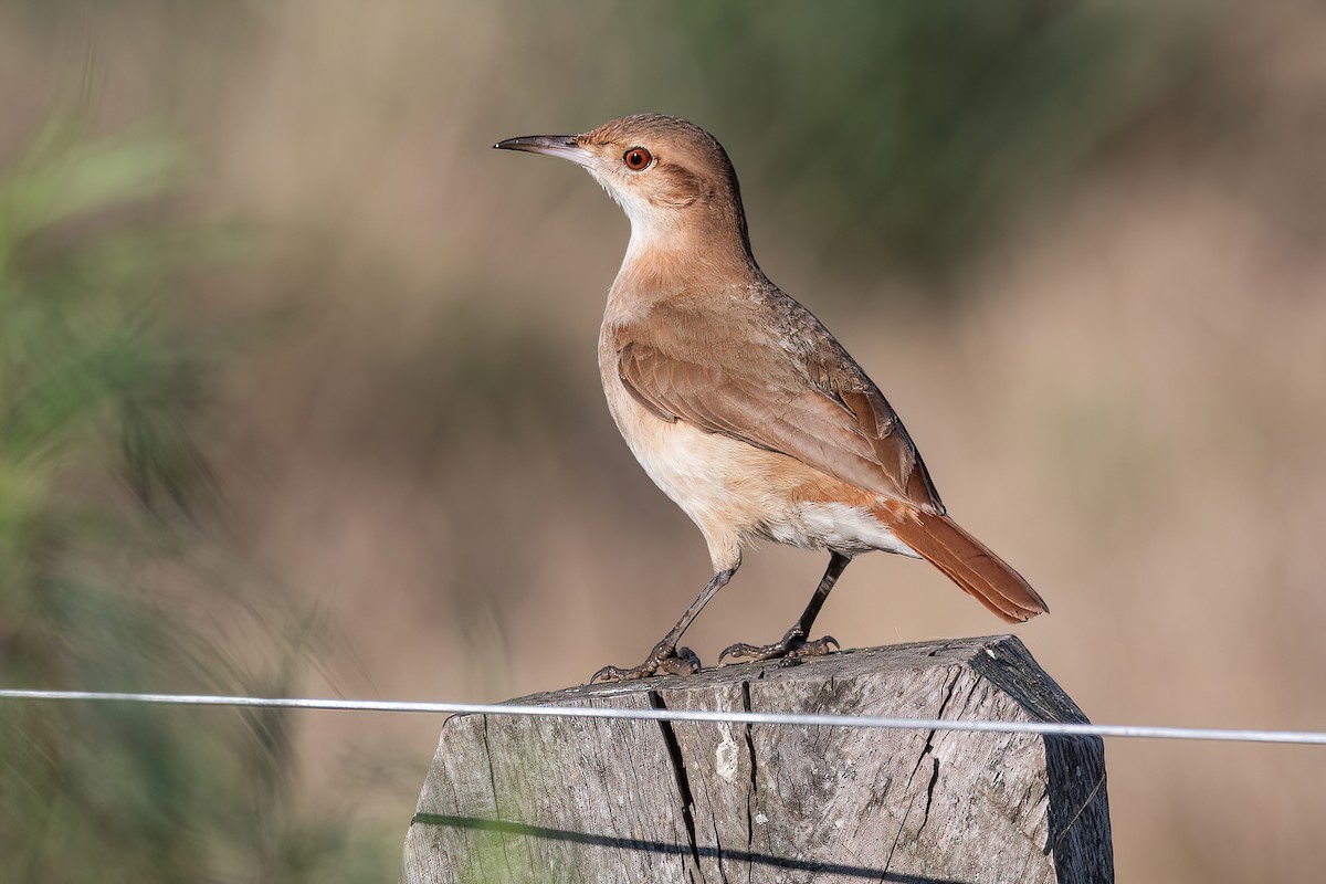 Rufous Hornero - ML621717039