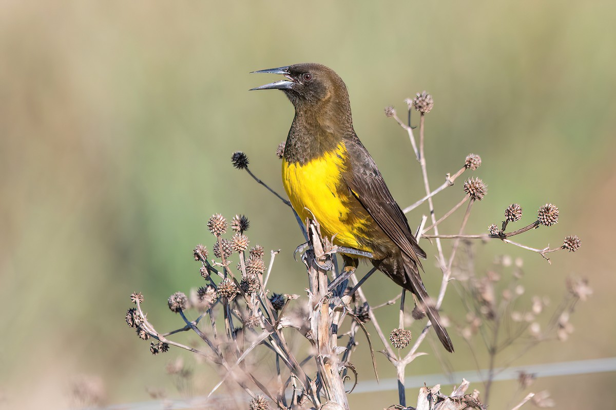 Brown-and-yellow Marshbird - ML621717043