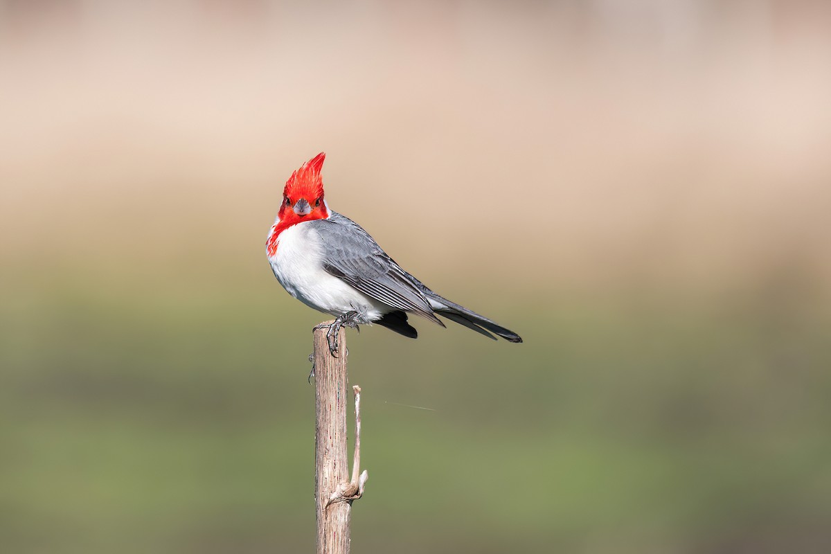 Red-crested Cardinal - ML621717048