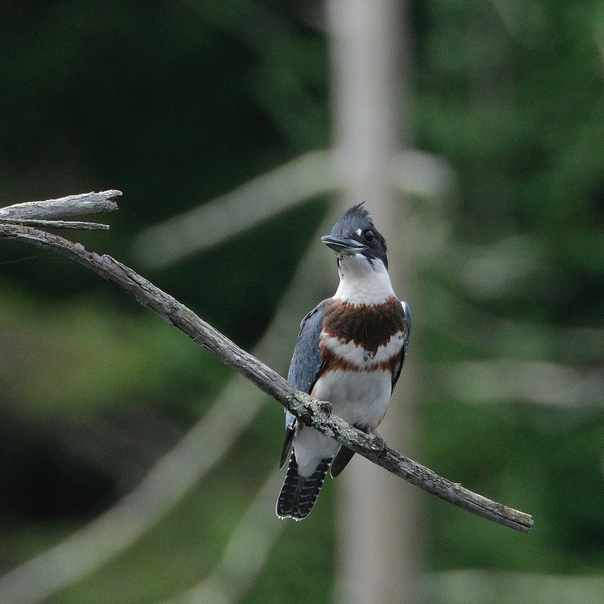 Belted Kingfisher - ML621717050