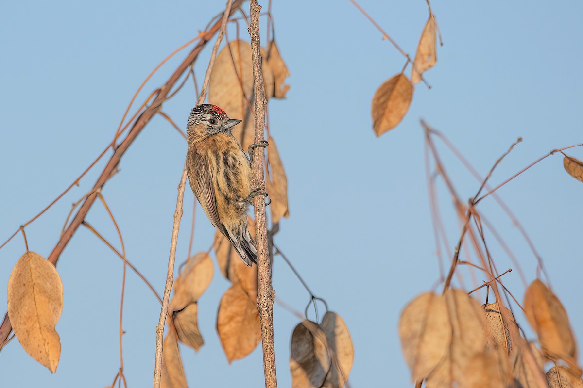 Mottled Piculet - ML621717086