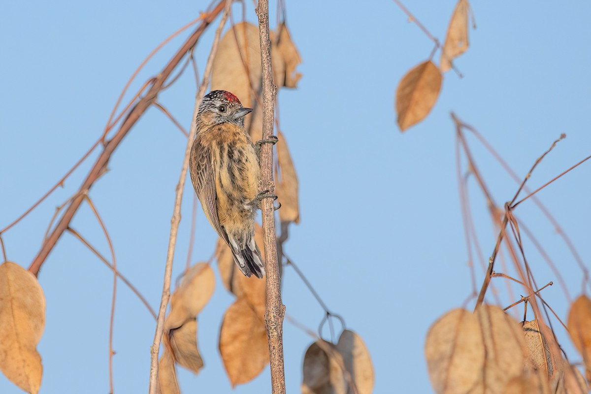 Mottled Piculet - ML621717087