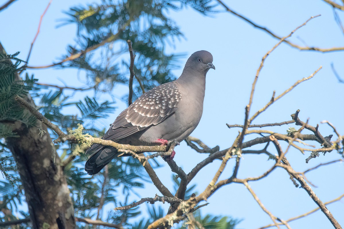 Spot-winged Pigeon - ML621717094