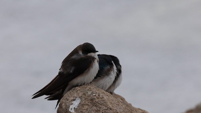 Tree Swallow - ML621717105