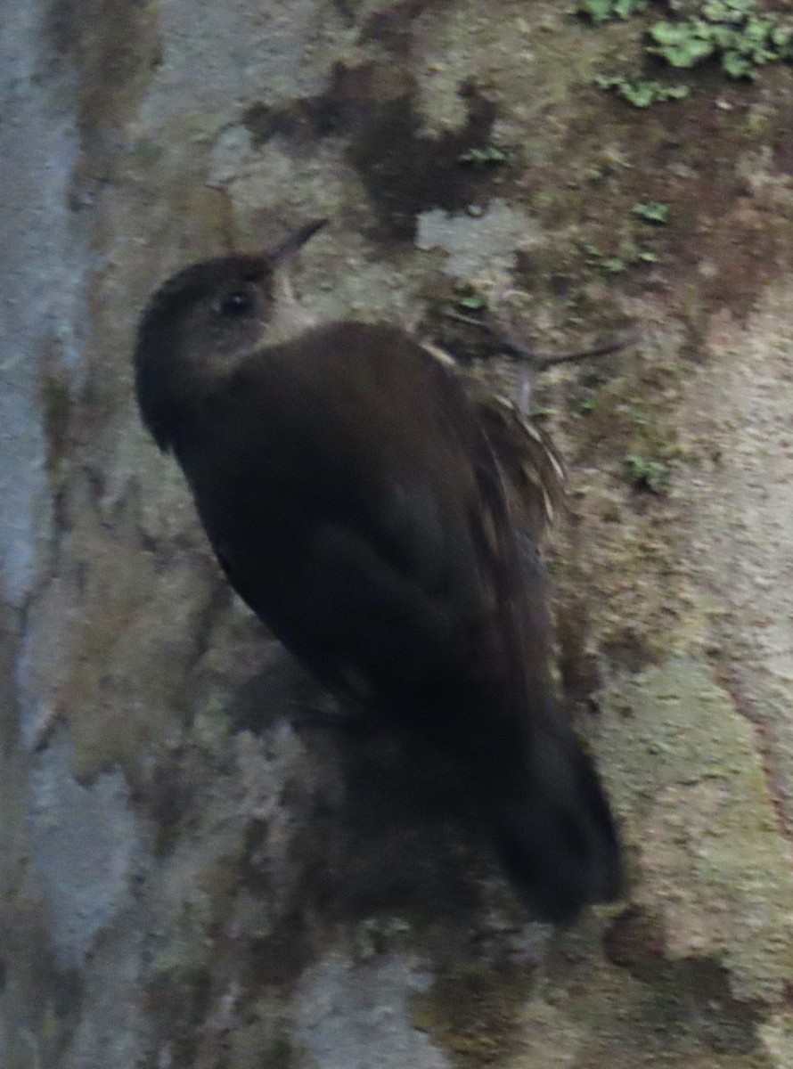 White-throated Treecreeper - ML621717117