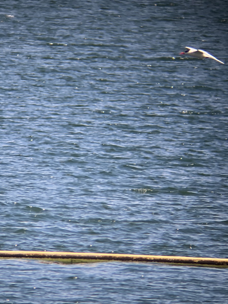 Caspian Tern - ML621717133