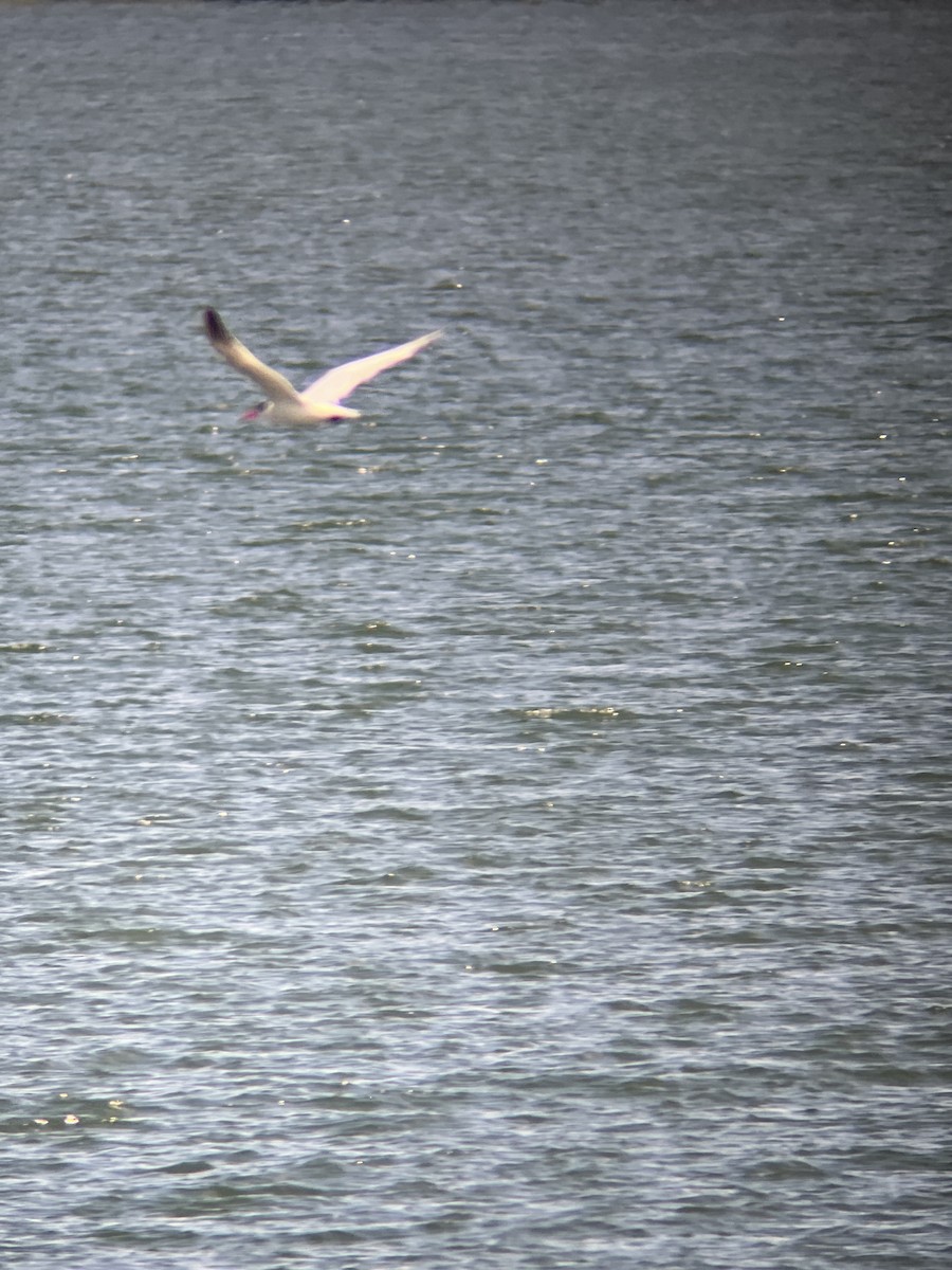 Caspian Tern - ML621717135