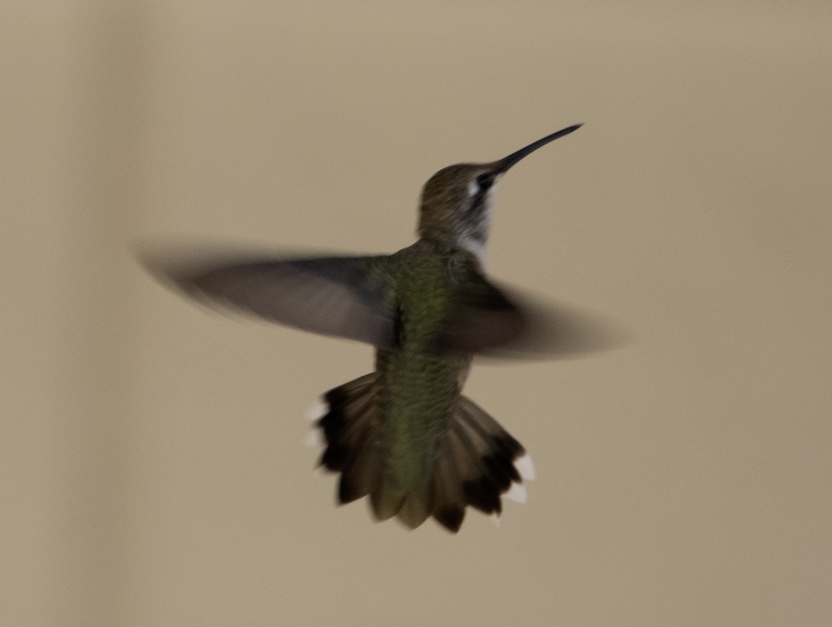 Black-chinned Hummingbird - Rene Reyes