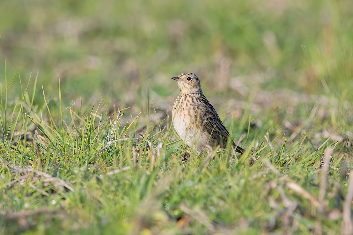 Short-billed Pipit - ML621717219