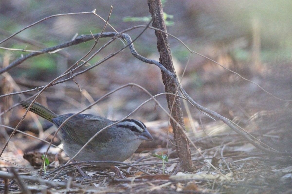 Tocuyo Sparrow - ML621717227