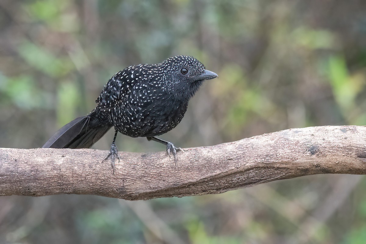 Large-tailed Antshrike - ML621717288