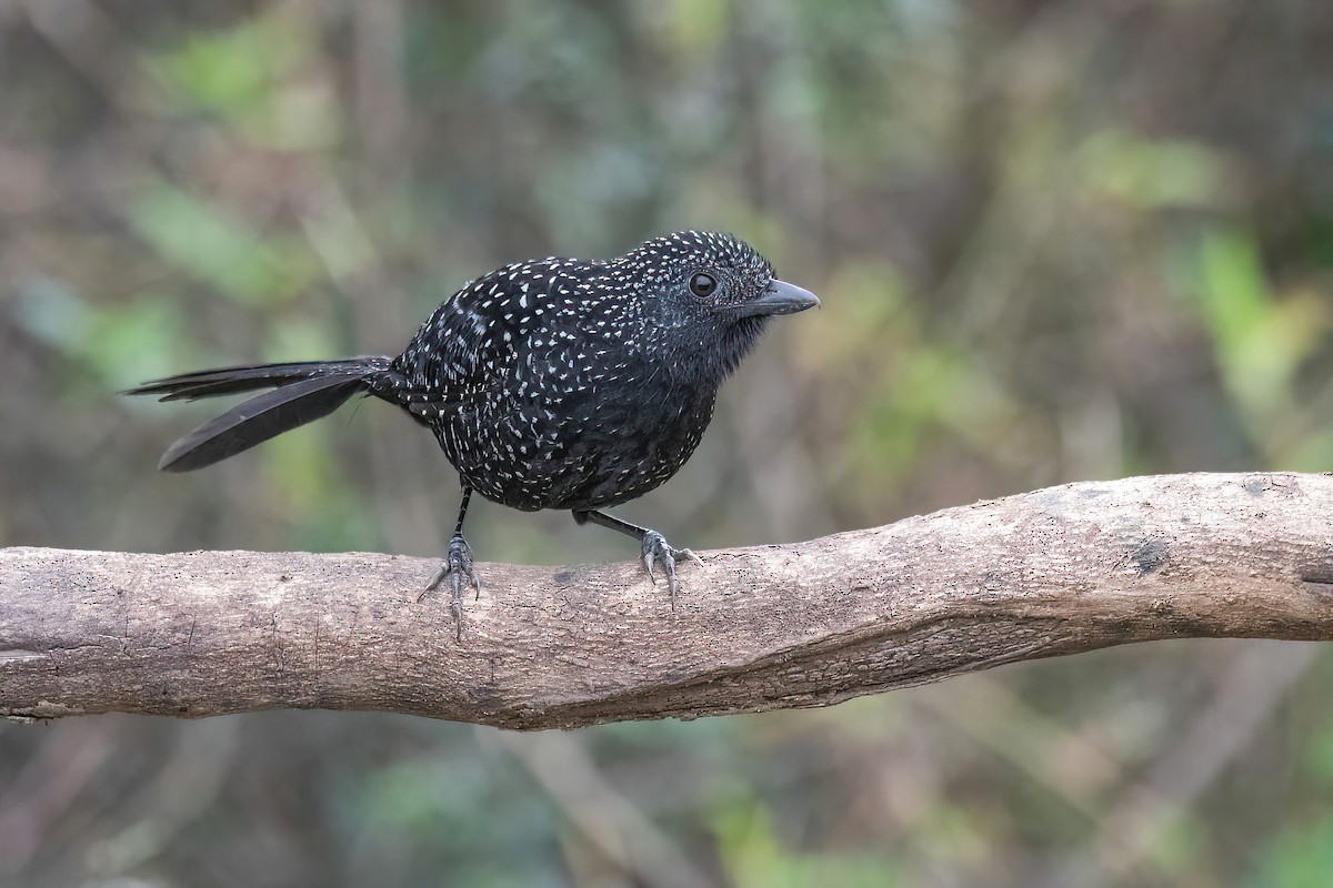 Large-tailed Antshrike - ML621717289