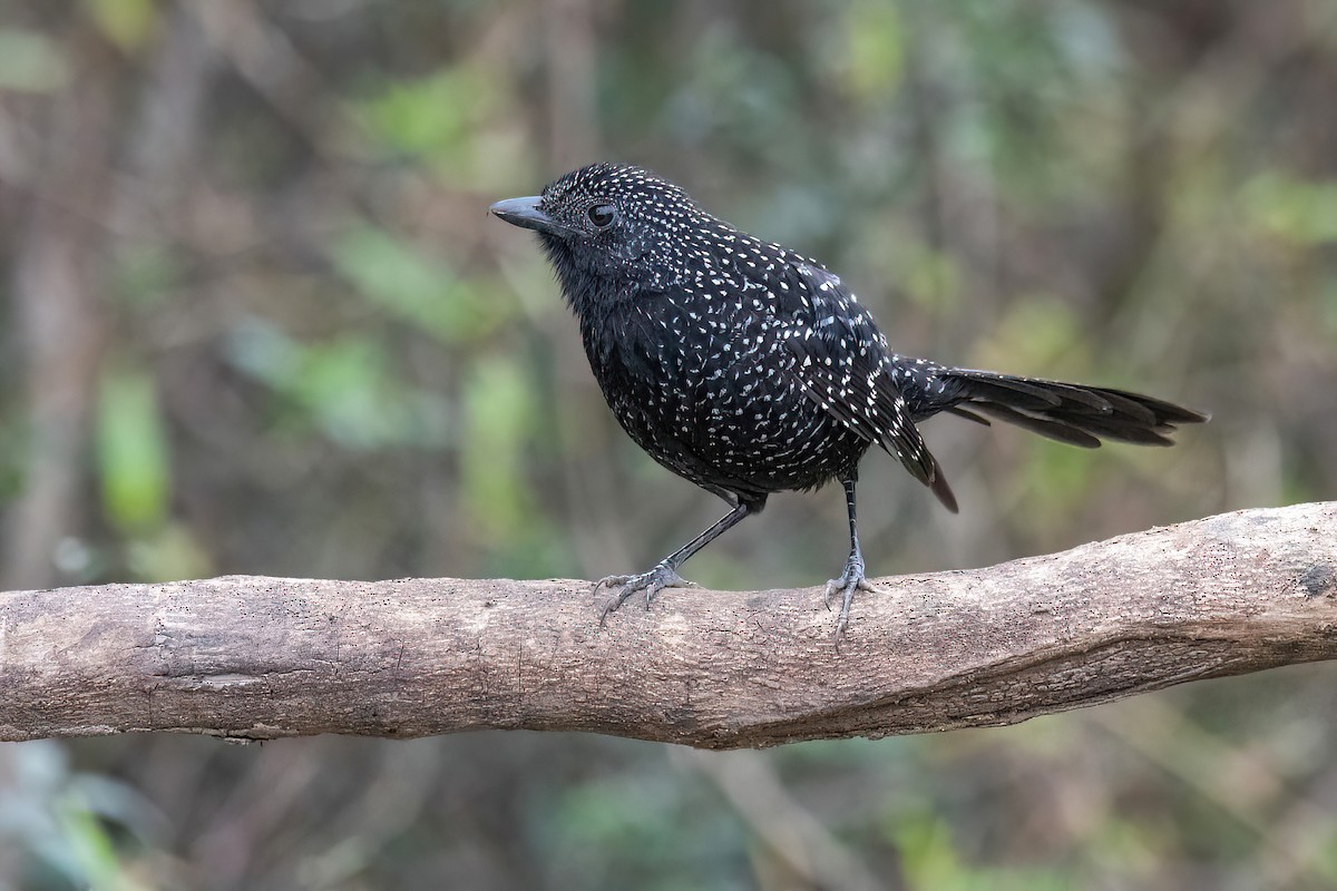 Large-tailed Antshrike - Raphael Kurz -  Aves do Sul