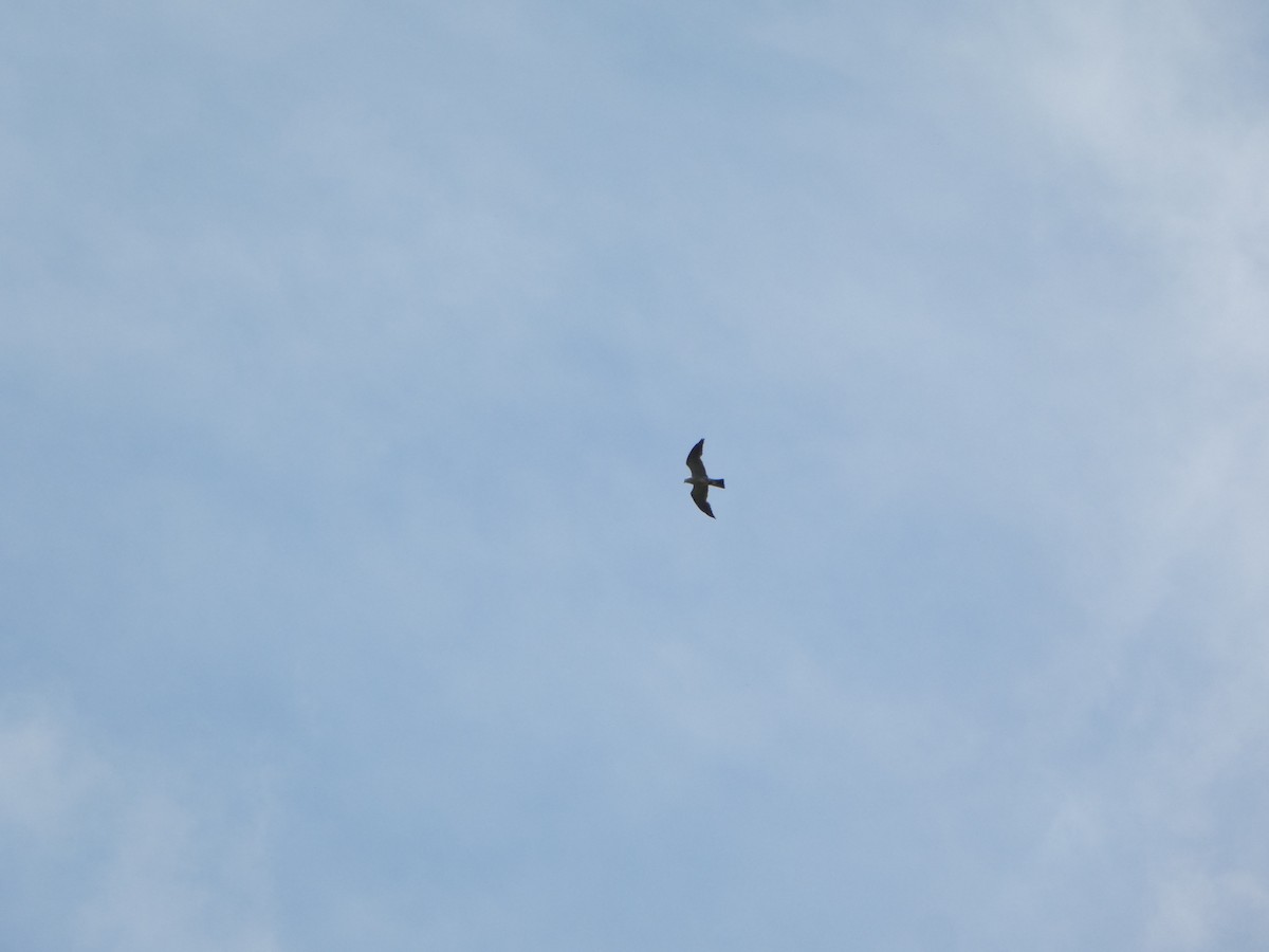 Mississippi Kite - ML621717334