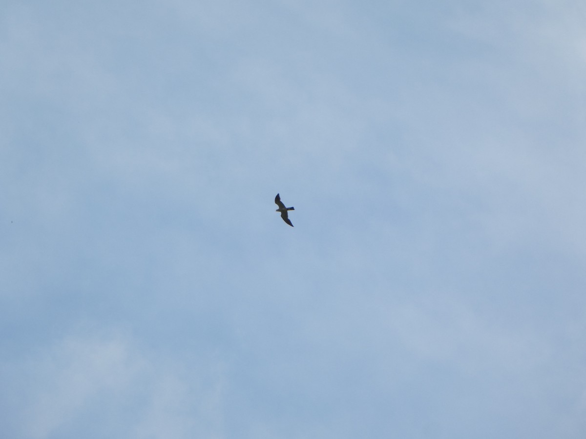 Mississippi Kite - ML621717336