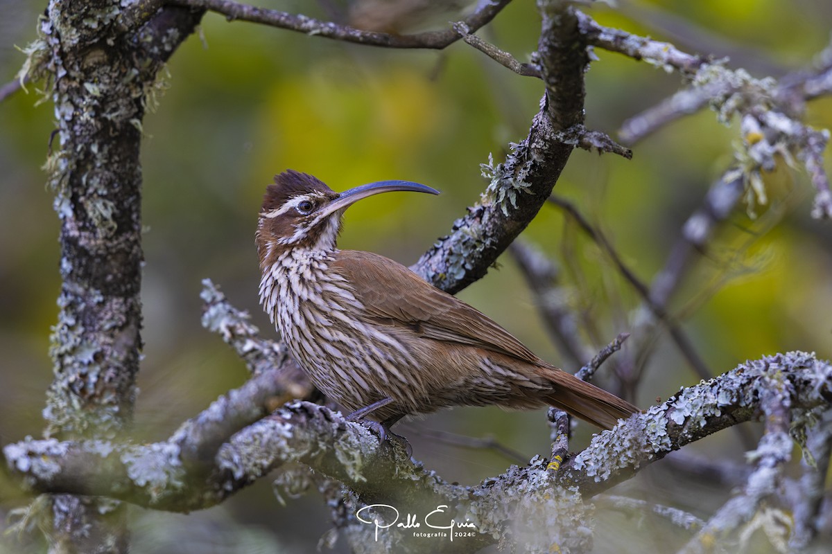 Scimitar-billed Woodcreeper - Pablo Eguia