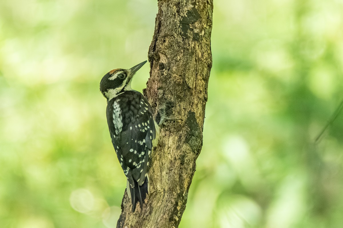 Hairy Woodpecker - Steven Bruenjes