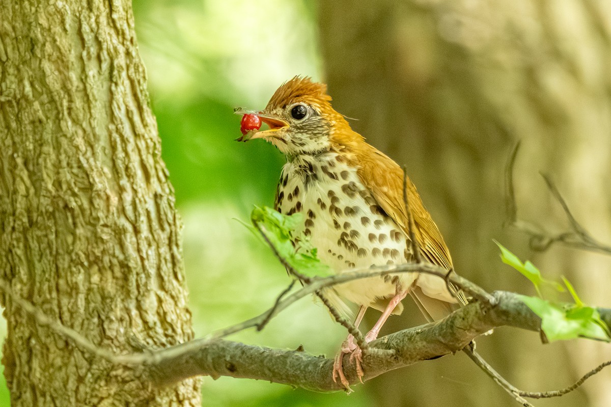 Wood Thrush - ML621717378