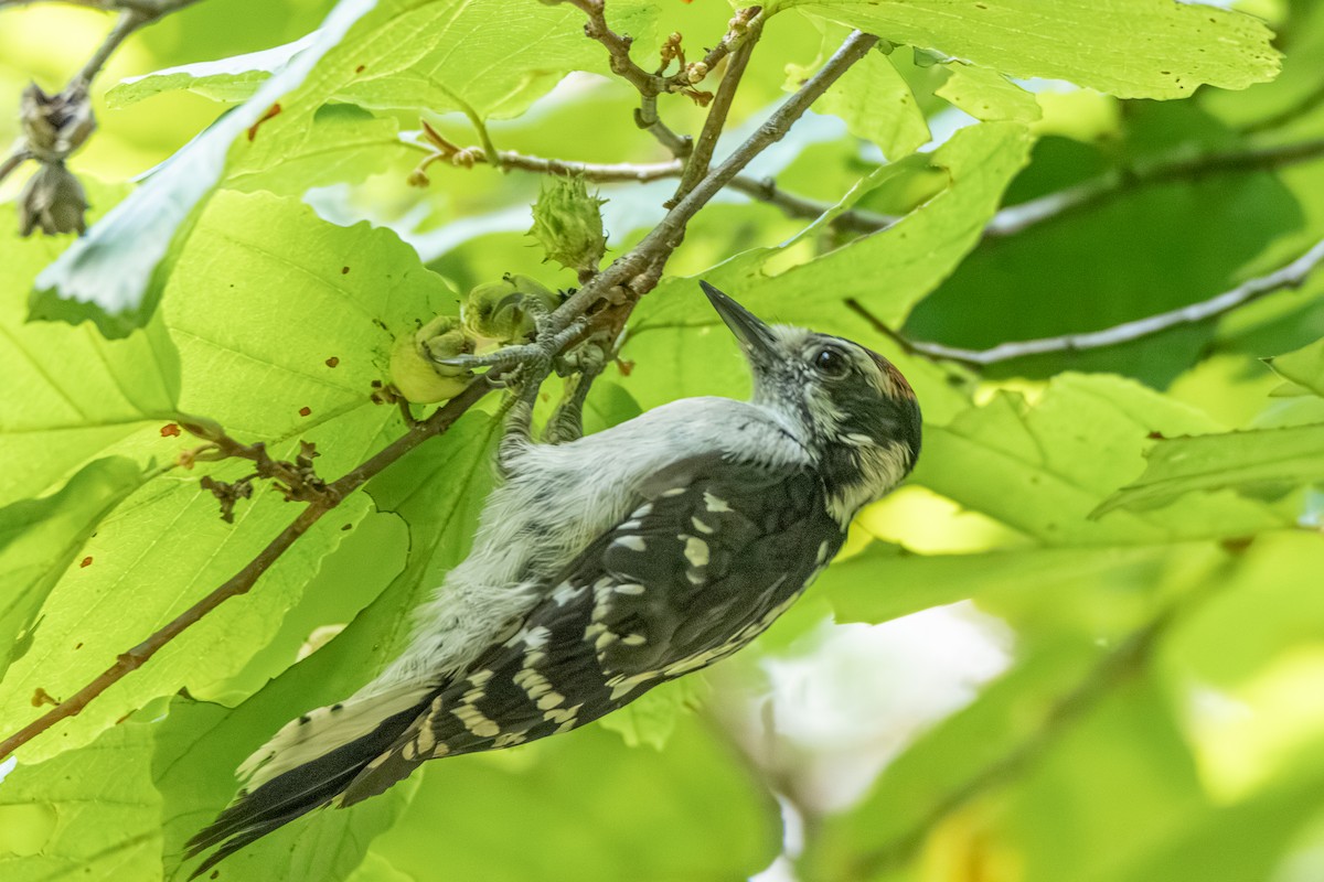 Downy Woodpecker - Steven Bruenjes